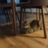 Dost canlısı uysal bir kedi