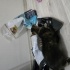 4 kedi 40 gunluk tekir kedi fotoğraf