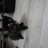 4 kedi 40 gunluk tekir kedi fotoğraf