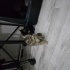 4 kedi 40 gunluk tekir kedi fotoğraf
