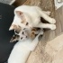 Pencerede kedi teli olan ömürlük aile arıyoruz.2 dişi kardeş fotoğraf