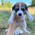 Ücretsiz sahiplenme pofidik yavru kardeşler acil yuva fotoğraf