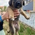 Ücretsiz sahiplenme pofidik yavru kardeşler acil yuva fotoğraf