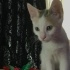 2.5 aylık dişi bir bebek fotoğraf