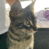 ÇOK ACİL YAVRU CANA YAKIN TEKİR KEDİ fotoğraf