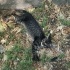 ÇOK ACİL YAVRU CANA YAKIN TEKİR KEDİ fotoğraf