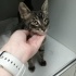 ÇOK ACİL YAVRU CANA YAKIN TEKİR KEDİ fotoğraf