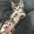 Minik Patiler yuva arıyor (2 dişi , 1 erkek ) fotoğraf