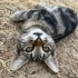 LILY ÖMÜRLÜK YUVASINI ARIYOR fotoğraf