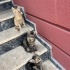 LILY ÖMÜRLÜK YUVASINI ARIYOR fotoğraf