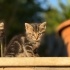 LILY ÖMÜRLÜK YUVASINI ARIYOR fotoğraf