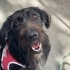 2. Kez terkedilen dünya tatlısı  terrier schnauzer yuva arıyor fotoğraf