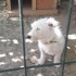 Ücretsiz terrier sahiplendirme fotoğraf