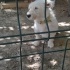 Ücretsiz terrier sahiplendirme fotoğraf