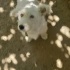 Ücretsiz terrier sahiplendirme fotoğraf