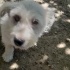 Ücretsiz terrier sahiplendirme fotoğraf