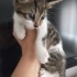 Oyuncu tekir kedi