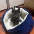 ŞAPŞAL KEDİ DUMAN İÇİN ÖMÜRLÜK AİLESİNİ ARIYORUZ :) fotoğraf