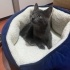 ŞAPŞAL KEDİ DUMAN İÇİN ÖMÜRLÜK AİLESİNİ ARIYORUZ :) fotoğraf