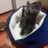 ŞAPŞAL KEDİ DUMAN İÇİN ÖMÜRLÜK AİLESİNİ ARIYORUZ :) fotoğraf