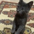 ŞAPŞAL KEDİ DUMAN İÇİN ÖMÜRLÜK AİLESİNİ ARIYORUZ :) fotoğraf