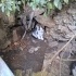 1 aylık yavru kedi fotoğraf