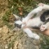 1 aylık yavru kedi fotoğraf