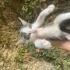 1 aylık yavru kedi