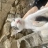 1 aylık yavru kedi fotoğraf