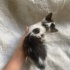 1 aylık yavru kedi fotoğraf