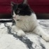 Özel sebeplerden dolayı güzel kızımıza yuva arıyoruz fotoğraf