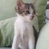 Çok tatlı uysal bi kedi