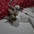 TATLI KEDİMİZE GEÇİCİ YUVADAN ACİL KALICI YUVA ARANIYOR! fotoğraf