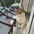 TATLI KEDİMİZE GEÇİCİ YUVADAN ACİL KALICI YUVA ARANIYOR! fotoğraf