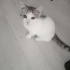 Çok oyuncu, yakışıklı mı yakışıklı bir erkek🩶 fotoğraf
