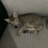 2 AYLIK YAVRU EV KEDİSİ