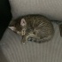 2 AYLIK YAVRU EV KEDİSİ fotoğraf