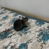 2 AYLIK YAVRU EV KEDİSİ fotoğraf