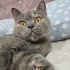 Ücretsiz sahiplenme pofidik British kedi ömürlük yuva fotoğraf