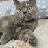 Ücretsiz sahiplenme pofidik British kedi ömürlük yuva fotoğraf