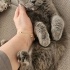 Ücretsiz sahiplenme pofidik British kedi ömürlük yuva fotoğraf