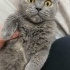 Ücretsiz sahiplenme pofidik British kedi ömürlük yuva fotoğraf