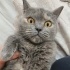 Ücretsiz sahiplenme pofidik British kedi ömürlük yuva fotoğraf