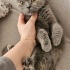 Ücretsiz sahiplenme pofidik British kedi ömürlük yuva fotoğraf