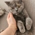 Ücretsiz sahiplenme pofidik British kedi ömürlük yuva fotoğraf