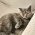 Ücretsiz sahiplenme pofidik British kedi ömürlük yuva fotoğraf