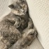 Ücretsiz sahiplenme pofidik British kedi ömürlük yuva fotoğraf