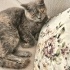 Ücretsiz sahiplenme pofidik British kedi ömürlük yuva fotoğraf