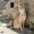 Bebek kardeşlere yuva fotoğraf