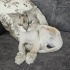 Ücretsiz sahiplenme chinchilla kedi fotoğraf